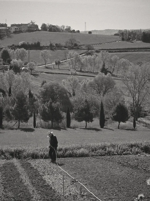 Una figura sola in un campo arato, fra i cipressi e le colline marchigiane