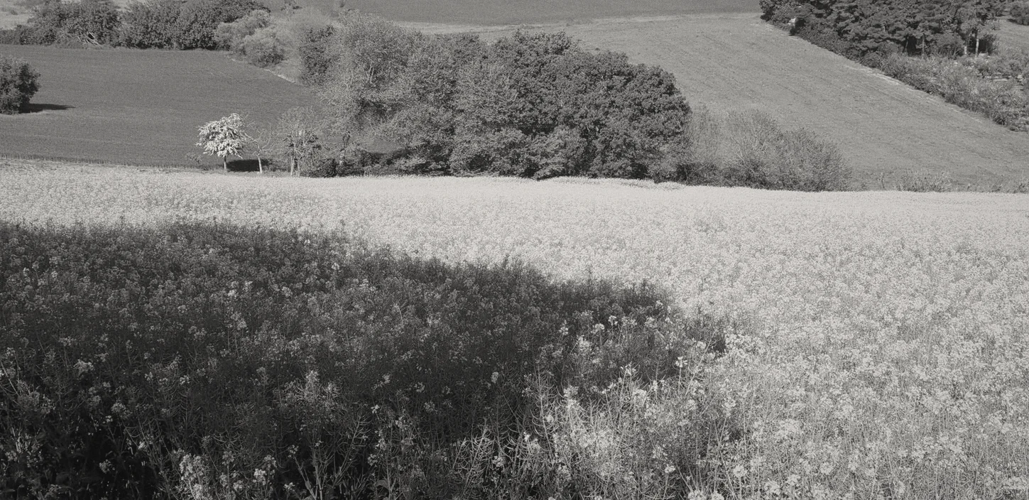 Un campo di colza in fiore sulle colline, il bosco sullo sfondo