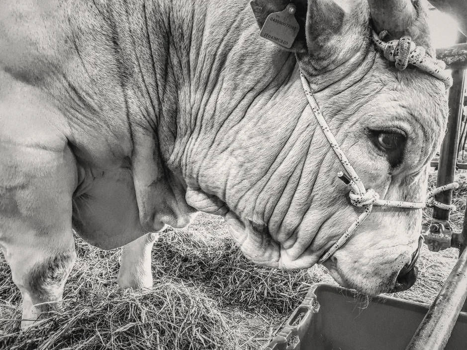 Due tori bianchi di razza marchigiana, le teste vicine nella stalla