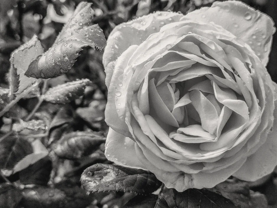 Una rosa chiara appena aperta, con le gocce di pioggia sui petali