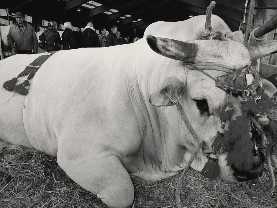 Un toro bianco disteso sulla paglia, bardato di nappe rosse per la fiera